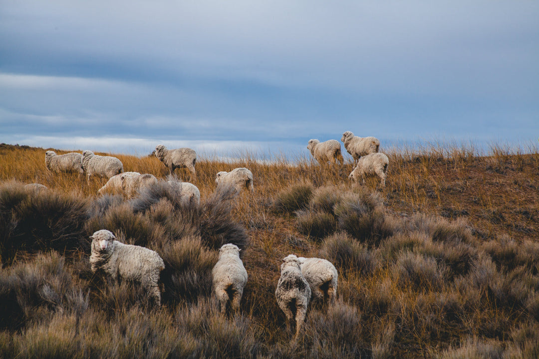 A flock of sheep grazing on a grassy hillside under a cloudy sky.