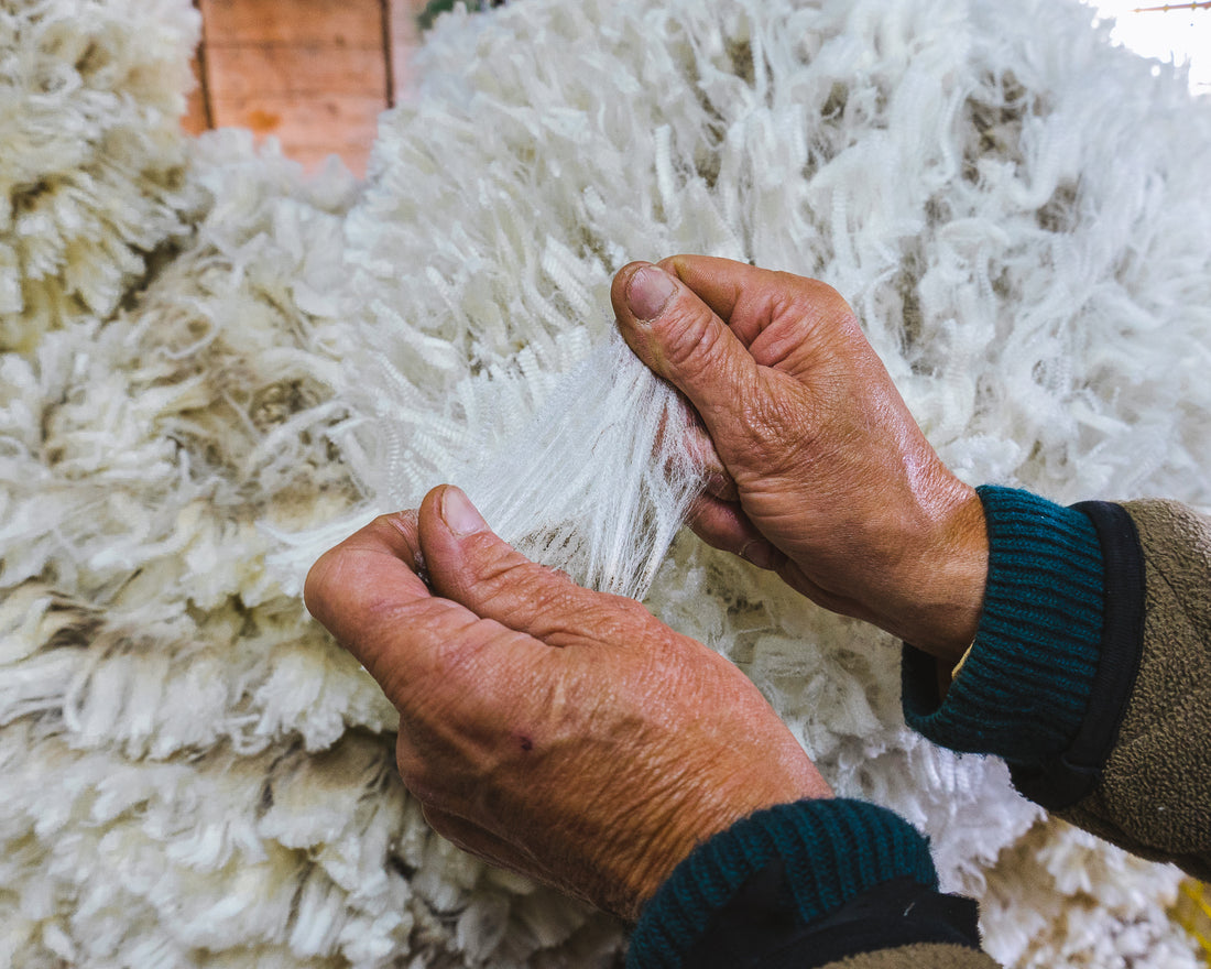 Hands holding and examining soft, white wool fibers, with a pile of wool in the background.