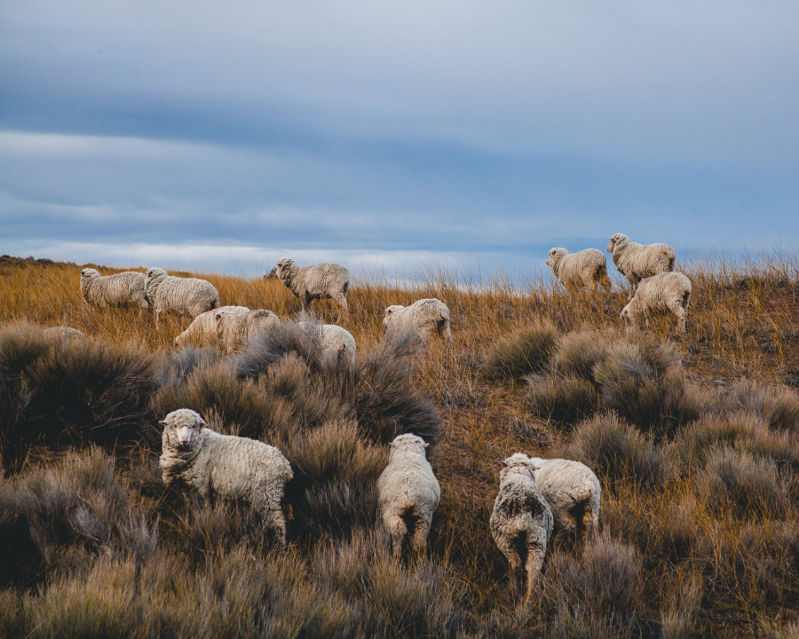 A flock of sheep grazes on a grassy hillside under a cloudy sky, surrounded by brown shrubs.