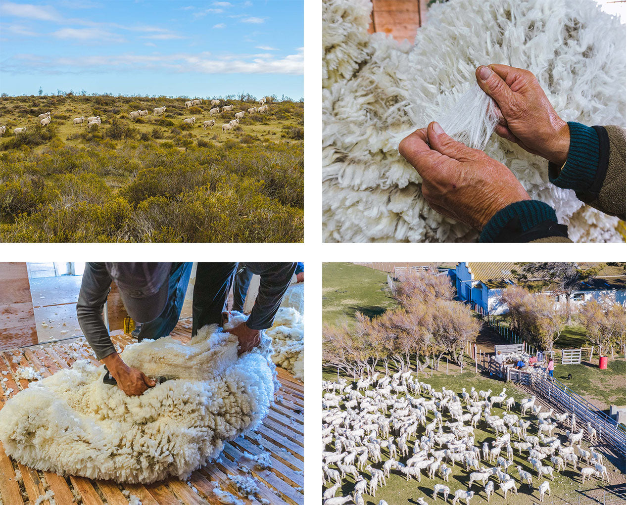 Collage of sheep grazing, hands holding wool, shearing wool, and a flock near farm buildings.
